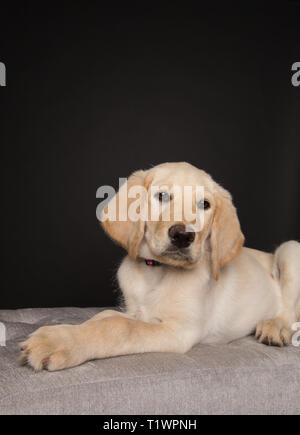 Les jeunes labradoodle puppy in studio Banque D'Images