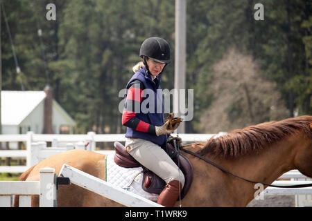 Chevaux Holly Hill Banque D'Images