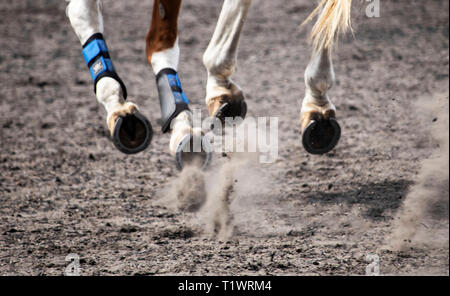 Chevaux Holly Hill Banque D'Images