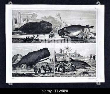 1849 - Impression zoologique La faune Les animaux - mammifères aquatiques y compris les baleines et marsouins Banque D'Images