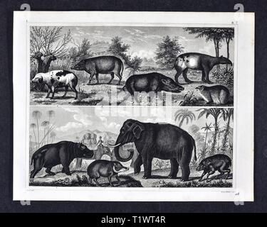 1849 - Impression zoologique La faune Les animaux - Mammifères - tapirs, cochons, d'hippopotame et l'éléphant Banque D'Images