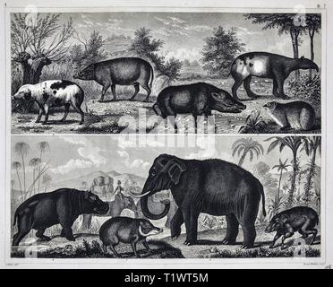 1849 - Impression zoologique La faune Les animaux - Mammifères - tapirs, cochons, d'hippopotame et l'éléphant Banque D'Images