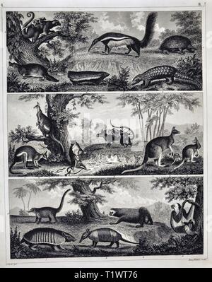 1849 - Impression zoologique La faune Les animaux - Mammifères marsupiaux kangourous, Possum, et des tatous, Pangolin, Platypus, fourmiliers et lémuriens Banque D'Images