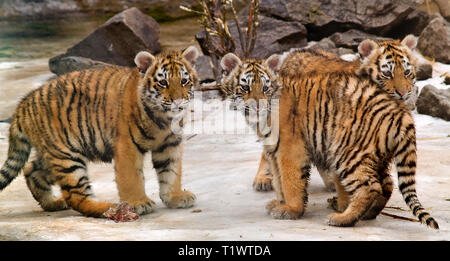 Trois petits de l'Amur tiger dans un zoo. L'Europe. L'Ukraine. Kharkiv. format horizontal. Banque D'Images