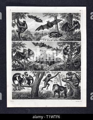 1849 - Impression zoologique La faune Les animaux - mammifères - Les chauves-souris et les singes Banque D'Images