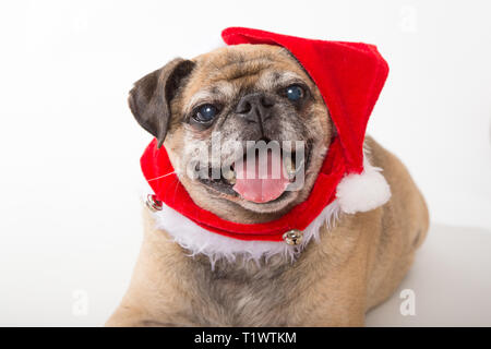 Vieux chien pug wearing santa hat in studio Banque D'Images