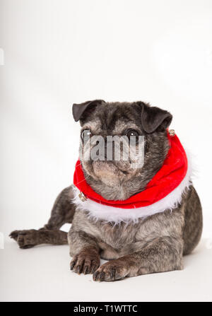 Vieux chien pug wearing red scarf in studio Banque D'Images