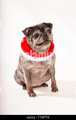 Vieux chien pug wearing red scarf in studio Banque D'Images