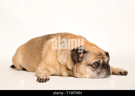 Vieux chien pug couché en studio sur fond blanc Banque D'Images