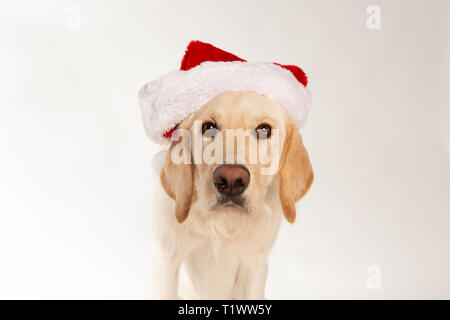 Yellow labrador retriever dog wearing santa hat in studio Banque D'Images