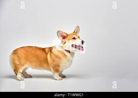 Funny Corgi Pembroke en studio devant un fond blanc Banque D'Images