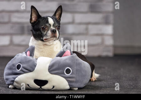 Chien Chihuahua à poil court qui pose à l'intérieur dans un grand jouet sur un arrière-plan en brique blanche Banque D'Images