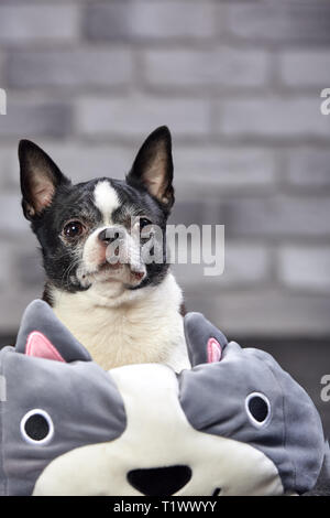 Chien Chihuahua à poil court qui pose à l'intérieur dans un grand jouet sur un arrière-plan en brique blanche Banque D'Images