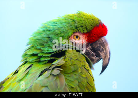 Chef d'un perroquet ara à ailes bleues (Larus maracana) en vue de côté, en face d'un fond bleu lumineux Banque D'Images