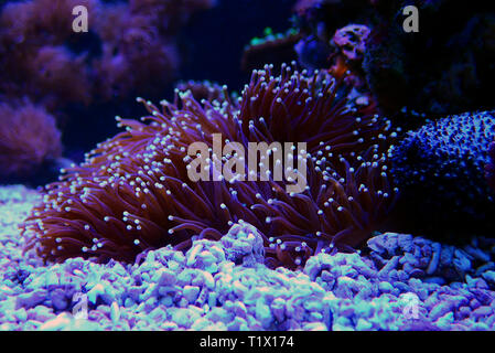 Euphyllia coraux LPS en gros plan dans l'aquarium récifal Banque D'Images