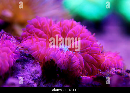 Blastomussa rose corail, LPS - (Blastomussa merletti) Banque D'Images