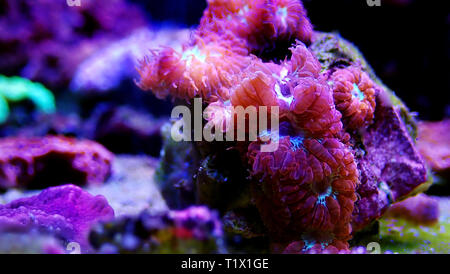 Blastomussa rose corail, LPS - (Blastomussa merletti) Banque D'Images