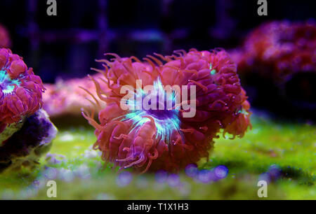 Blastomussa rose corail, LPS - (Blastomussa merletti) Banque D'Images