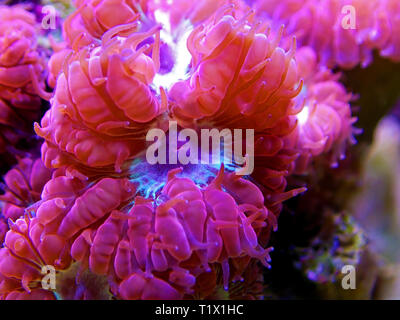 Blastomussa rose corail, LPS - (Blastomussa merletti) Banque D'Images