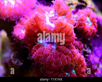 Blastomussa rose corail, LPS - (Blastomussa merletti) Banque D'Images