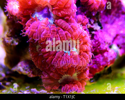 Blastomussa rose corail, LPS - (Blastomussa merletti) Banque D'Images