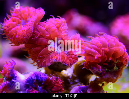 Blastomussa rose corail, LPS - (Blastomussa merletti) Banque D'Images