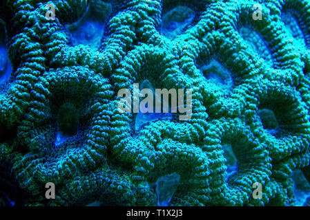 Favia Reef-building pierres corail - Faviidae sp. Banque D'Images