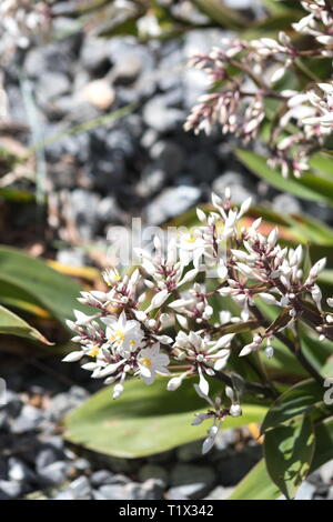 Libre de droit d'Arthropodium cirratum (rengarenga, renga lily, Nouvelle-Zélande, ou maikaika rock lily) est une espèce de plante vivace herbacée, endemi Banque D'Images