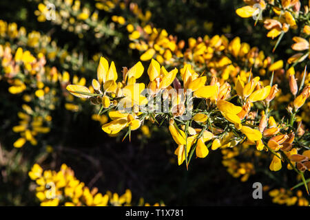 L'ajonc jaune en fleur sur la lande. La Galice, Espagne Banque D'Images