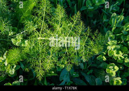 Herb Fenouil sauvage aux beaux jours. Herbe aromatique. Foeniculum vulgare Banque D'Images