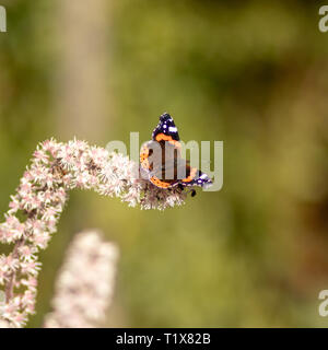 La belle dame papillon sur fleur rose bottlebrush Banque D'Images