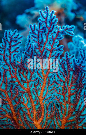 Gros plan de corail de feu rouge, millepora dichotoma, branches avec fond d'eau turquoise brillant Banque D'Images