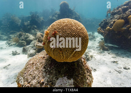 Diploria strigosa, brain coral avec arbre de Noël vers, Spirobranchus giganteus, communément appelé arbre de Noël, les vers sont des capacités polychaet tube Banque D'Images