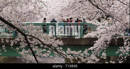 Japon, Tokyo - Avril 2017 : Cherry Blossom le long de la Kanda Banque D'Images