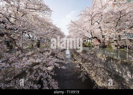 Japon, Tokyo - Avril 2017 : Cherry Blossom le long de la Kanda Banque D'Images