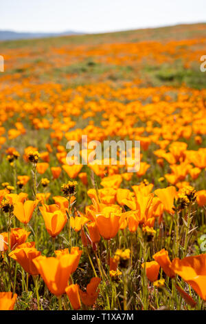 Les coquelicots se dans un champ au cours de la Californie de fleurs des superbloom Banque D'Images