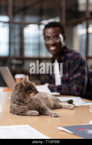 Cat se sentir comme un patron portant sur une table d'ordinateur Banque D'Images