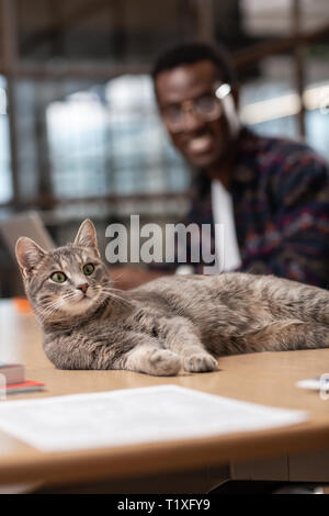 Joli chat gris portant sur la table office Banque D'Images