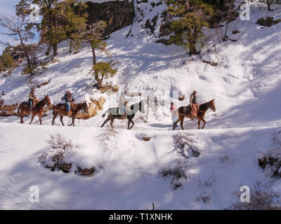 Wranglers de mulet, Bright Angel Trail, le Parc National du Grand Canyon, Arizona. Banque D'Images