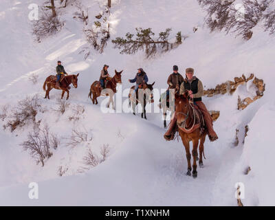 Wranglers de mulet, Bright Angel Trail, le Parc National du Grand Canyon, Arizona. Banque D'Images