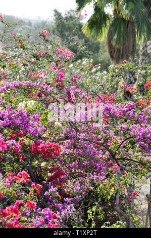Palmiers et bougainvillées colorées différentes fleurs en croissance dans un parc Banque D'Images