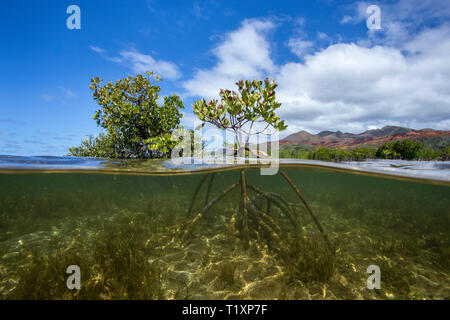 Les mangroves de la côte sud, oublié Lagoon UNESCO World Heritage Site, Nouvelle Calédonie. Banque D'Images