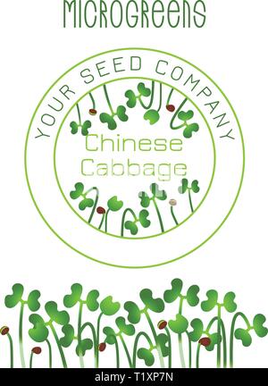 Microgreens chou chinois. La conception des emballages de semences. Supplément de vitamines, de nourriture vegan Illustration de Vecteur