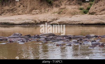 Hippopotames dans la rivière Mara Banque D'Images