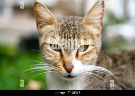 Un gros plan Alley Cat Banque D'Images