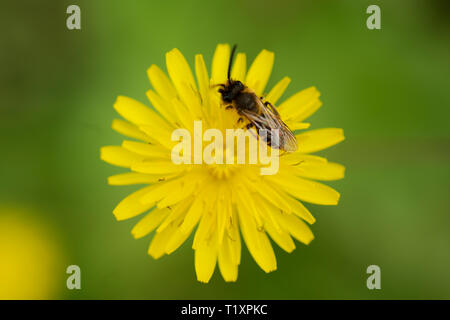 Photo en gros plan d'un rassemblement de l'Abeille du nectar et pollen diffusion sur une jeune fleur jaune. Banque D'Images