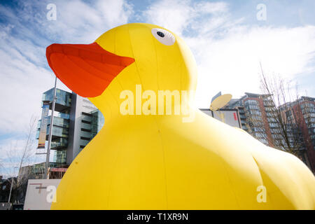 Canard en caoutchouc gonflables géants. 2019 course de canards de Manchester. Banque D'Images