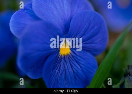 Close up of a purple wild pansy contre l'arrière-plan flou Banque D'Images