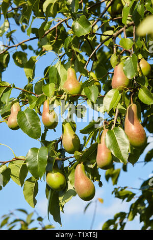 Beaucoup de poires qui poussent sur un arbre. Fond de Ciel bleu Banque D'Images