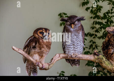 Le brun bois Owl Strix leptogrammica, (à gauche) et la prescription d'eagle-owl (Bubo sumatranus) de la Malaisie Banque D'Images